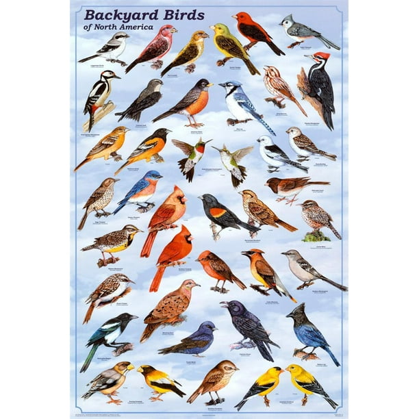 with names birds wall decor unframed wildlife wall art Garden Birds Print from Watercolor painting collection bird identification poster